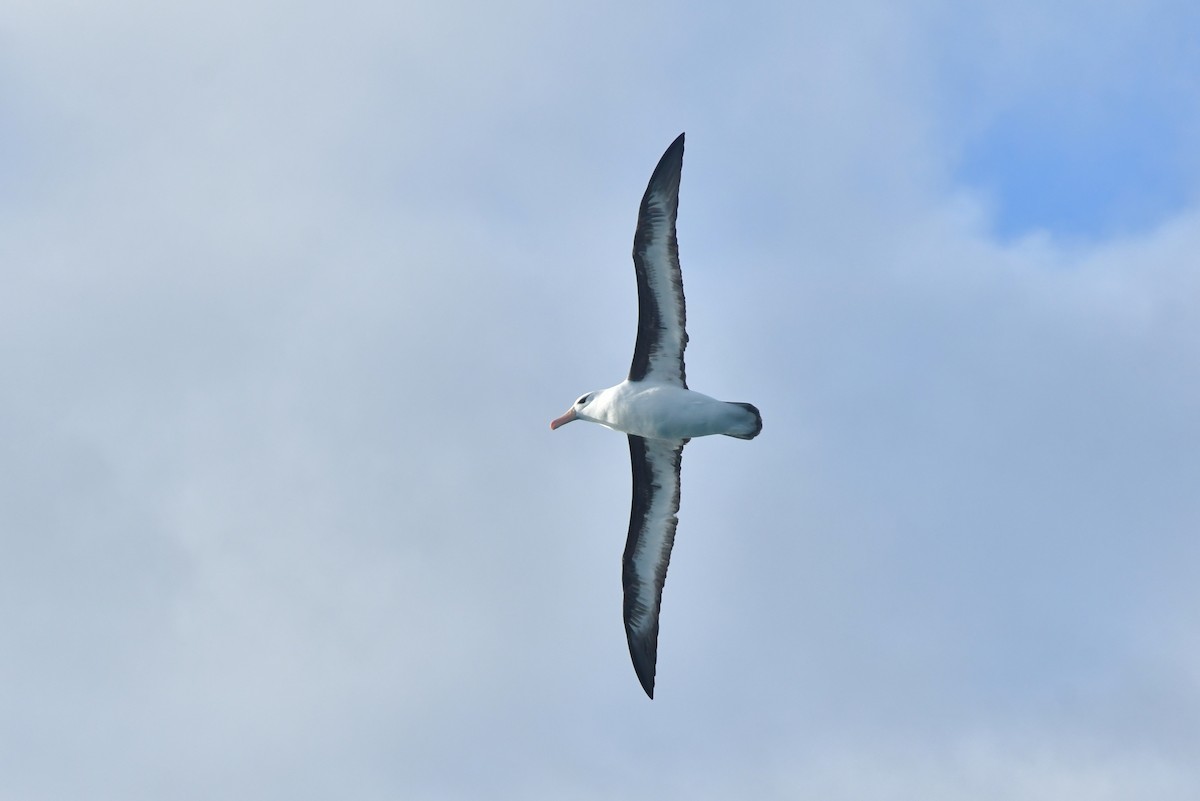 Kara Kaşlı Albatros (melanophris) - ML603917551