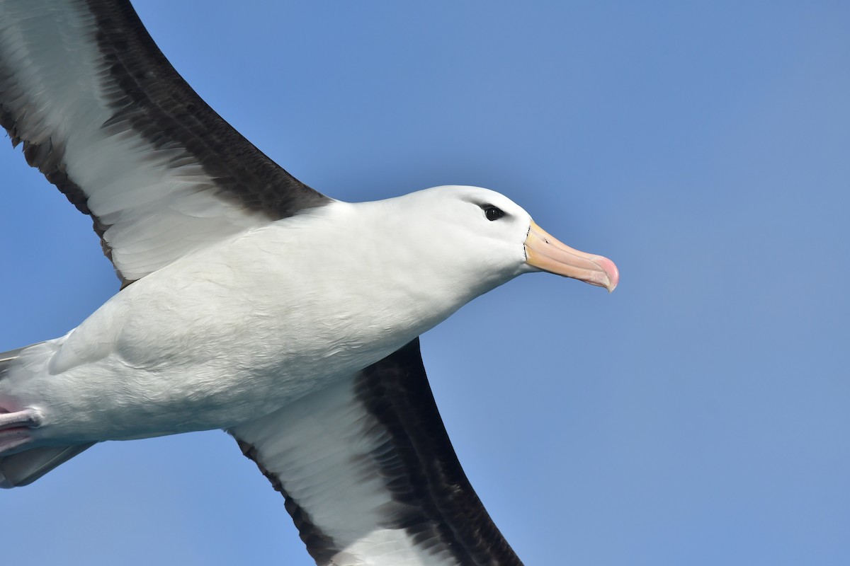 Albatros à sourcils noirs (melanophris) - ML603917561