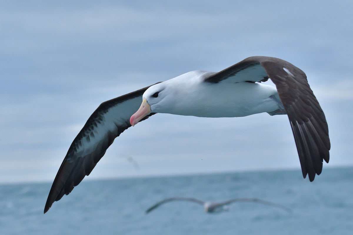 Чернобровый альбатрос (melanophris) - ML603917571