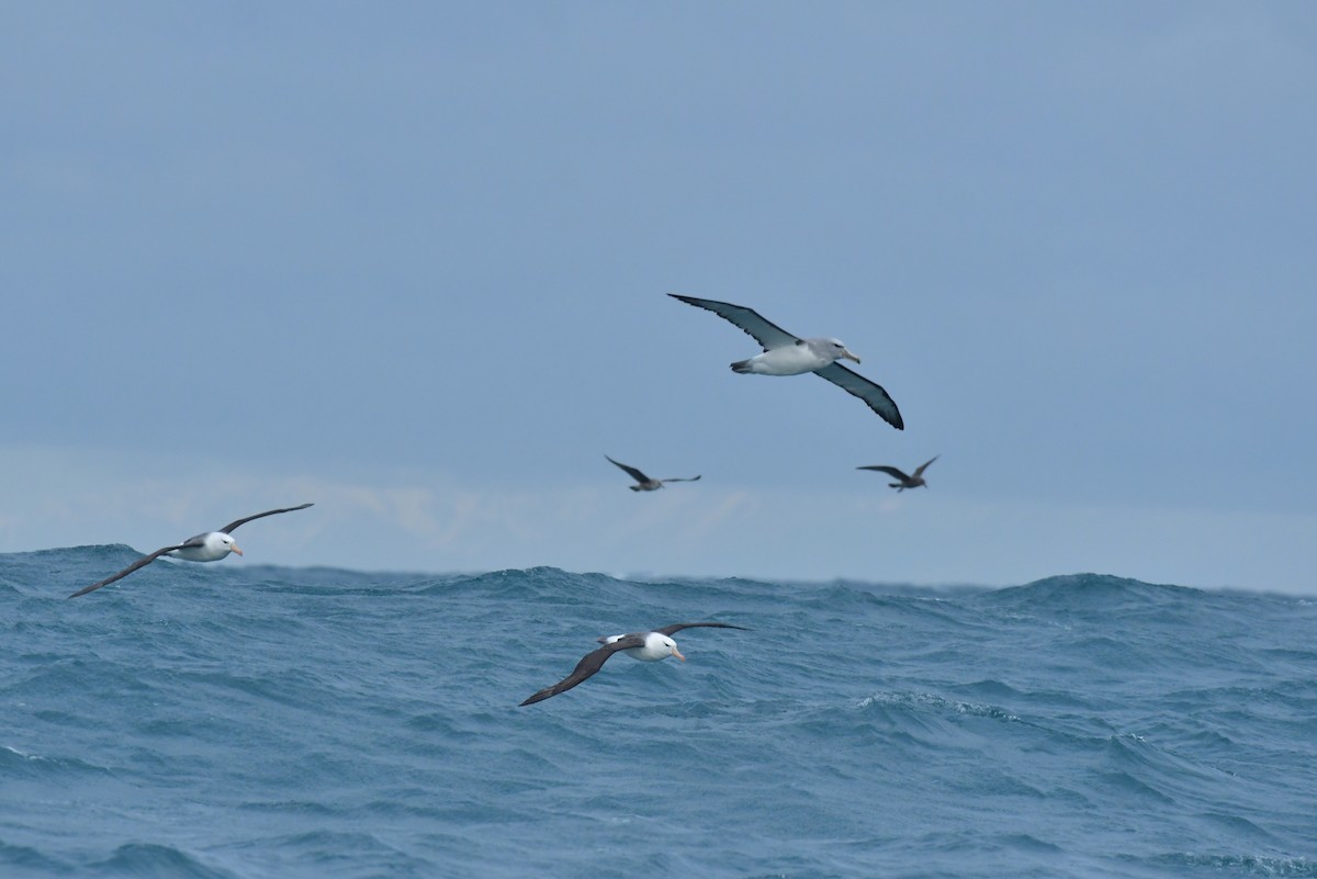Black-browed Albatross (Black-browed) - ML603917581