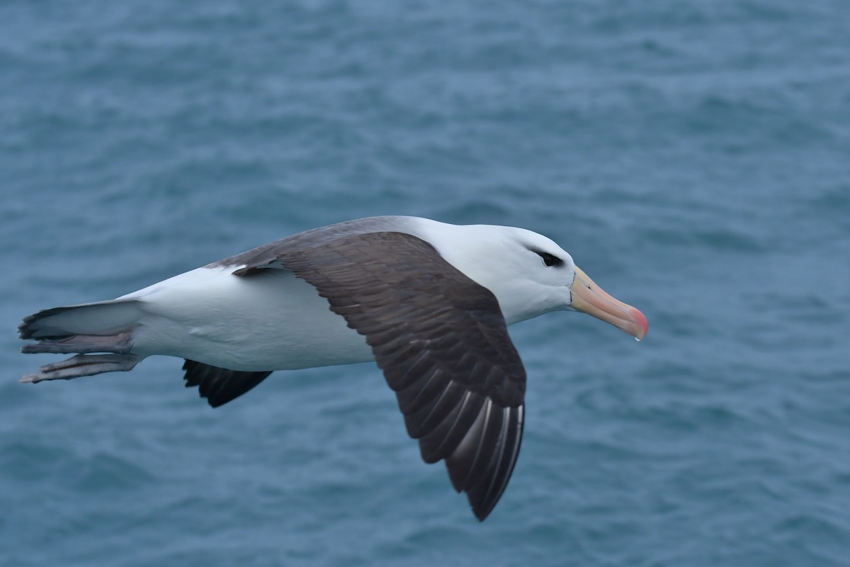 Чернобровый альбатрос (melanophris) - ML603917591