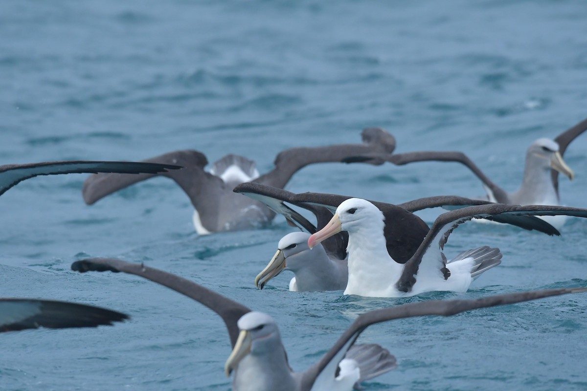 Чернобровый альбатрос (melanophris) - ML603917601