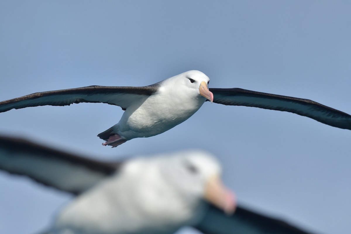 Albatros à sourcils noirs (melanophris) - ML603917611