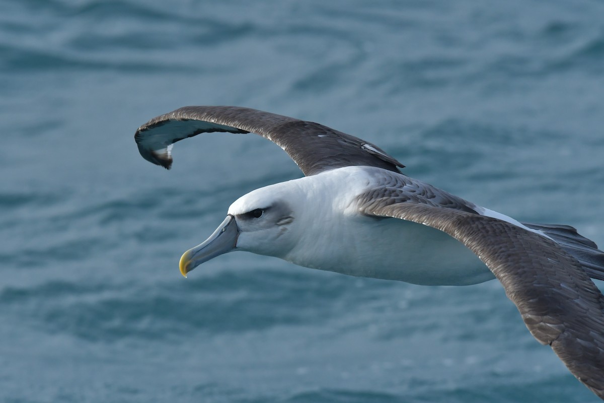 White-capped Albatross (steadi) - ML603918271