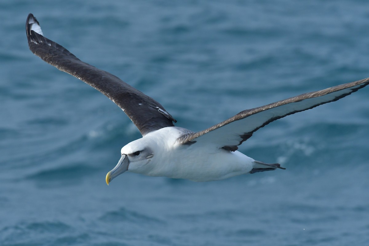 White-capped Albatross (steadi) - ML603918281