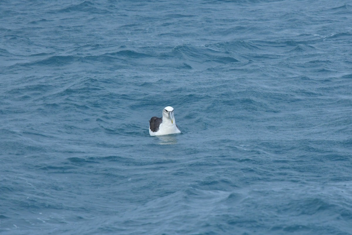 White-capped Albatross (steadi) - ML603918291