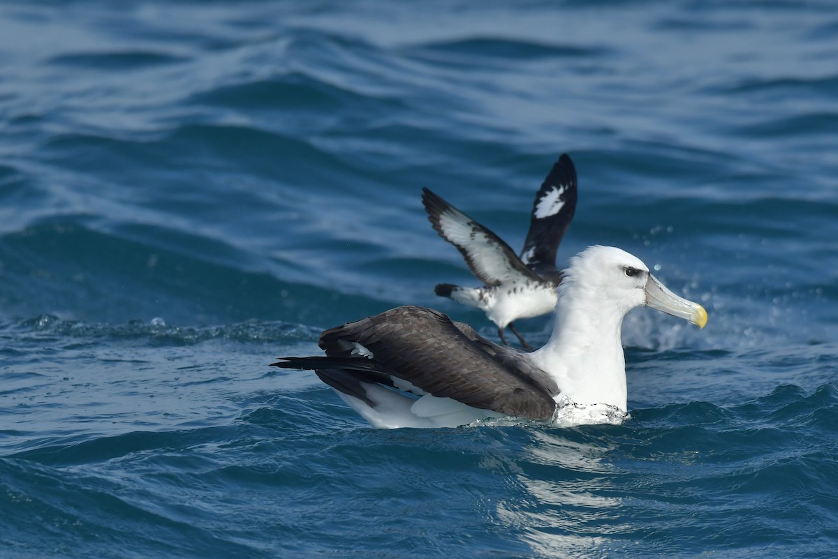 White-capped Albatross (steadi) - ML603918321