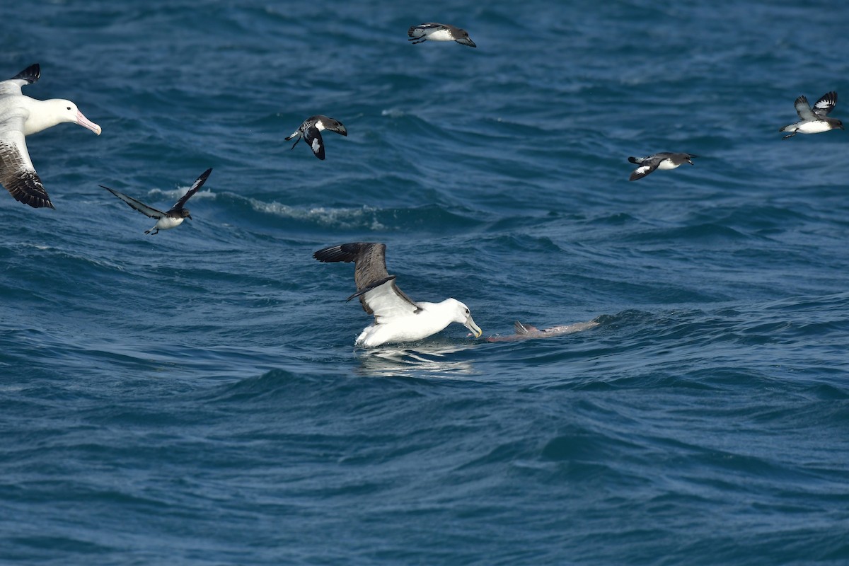 White-capped Albatross (steadi) - ML603918331