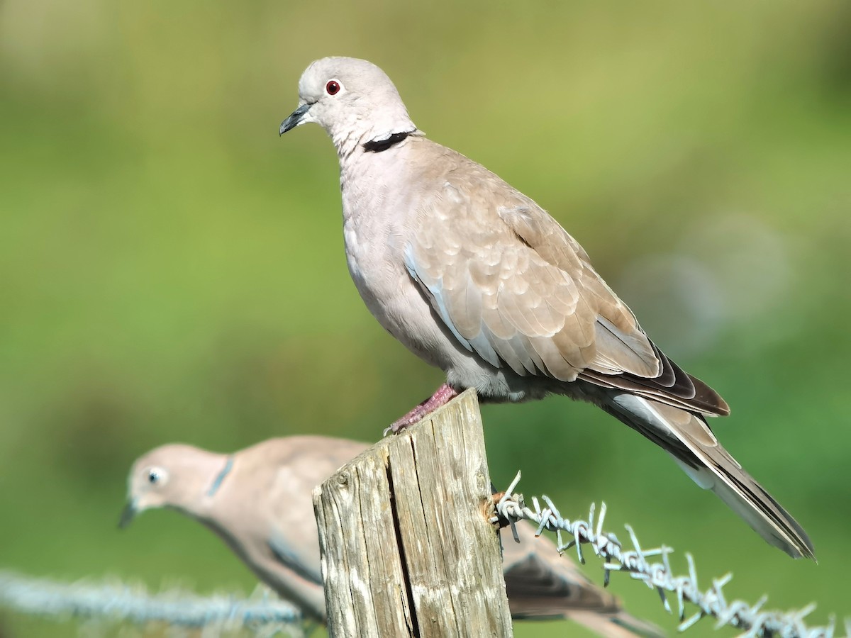 ML603918371 Eurasian CollaredDove Macaulay Library