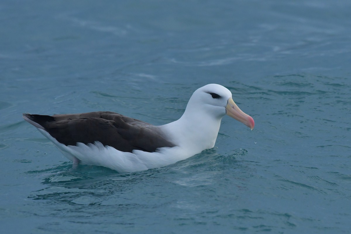 Чернобровый альбатрос (melanophris) - ML603918731