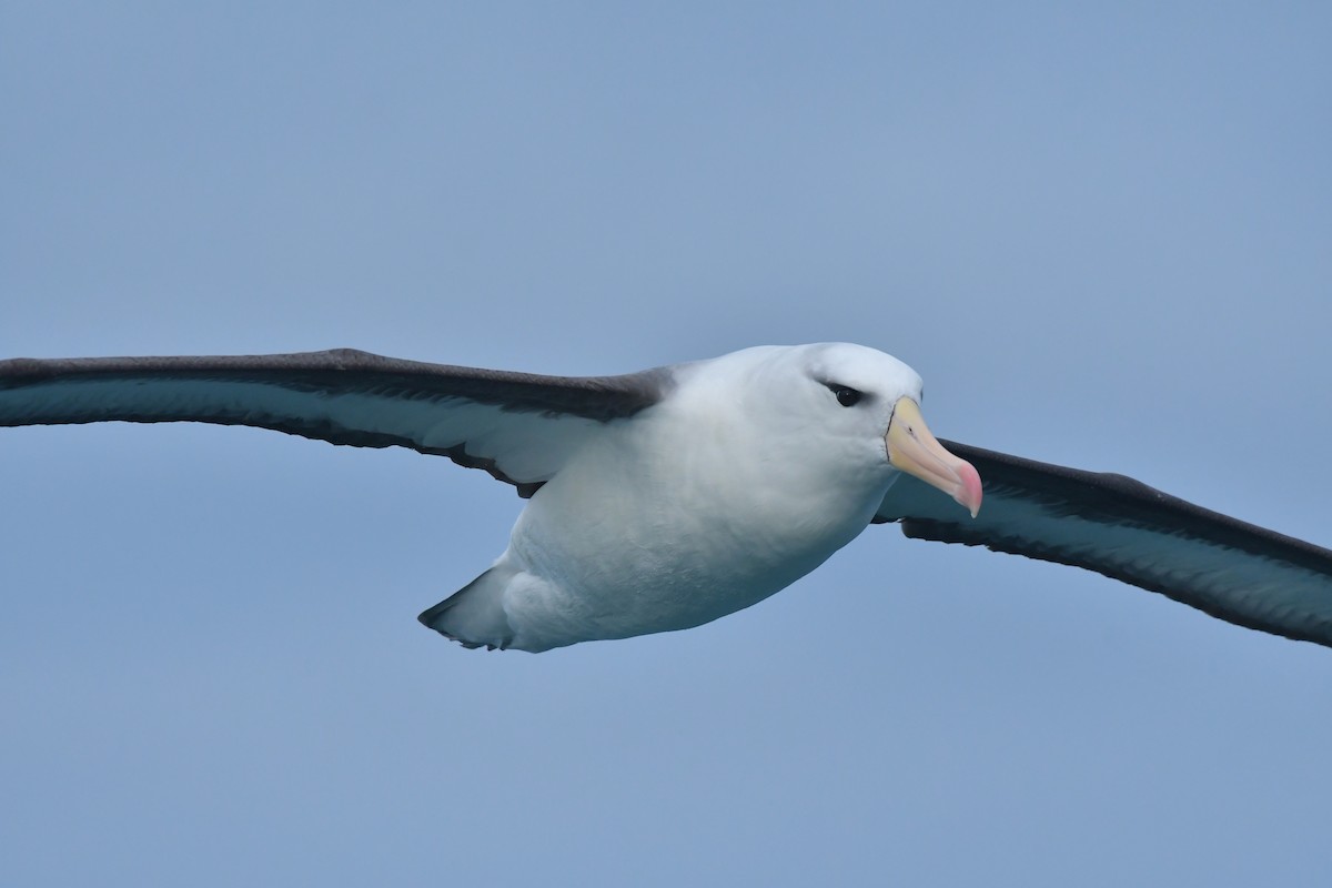 Albatros bekainduna (melanophris) - ML603918761
