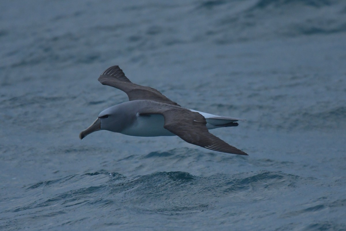 Salvin's Albatross - ML603919521