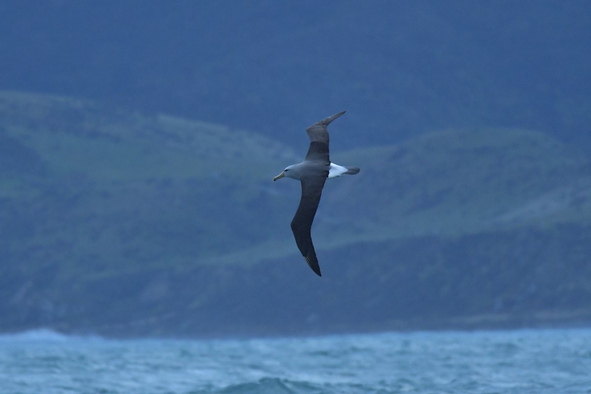 Salvin Albatrosu - ML603919551