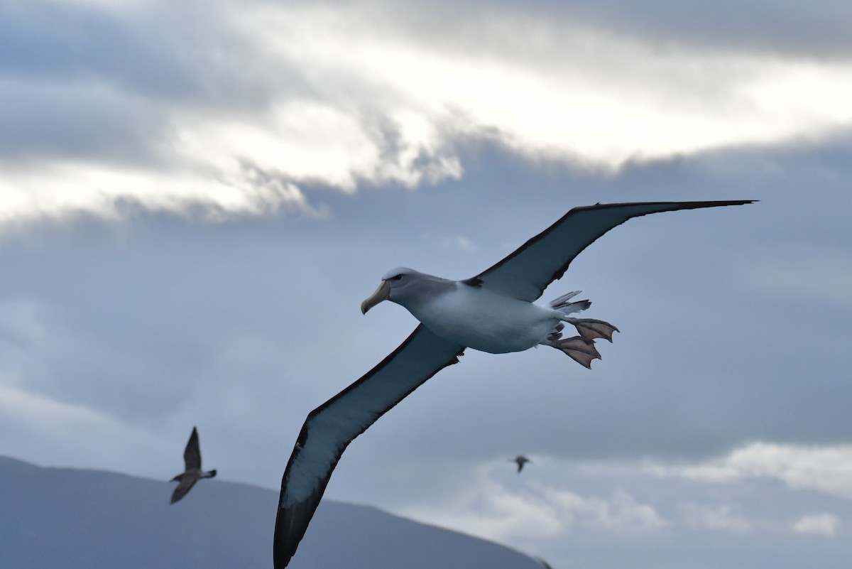 Salvin's Albatross - ML603919731