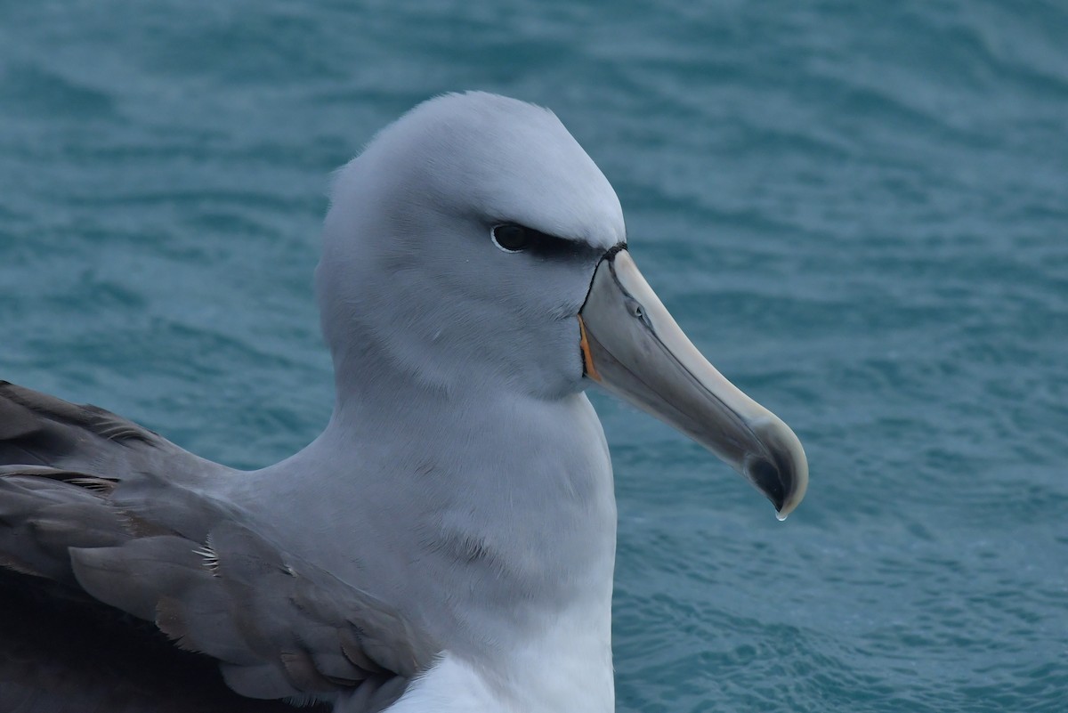 Salvin's Albatross - ML603919741