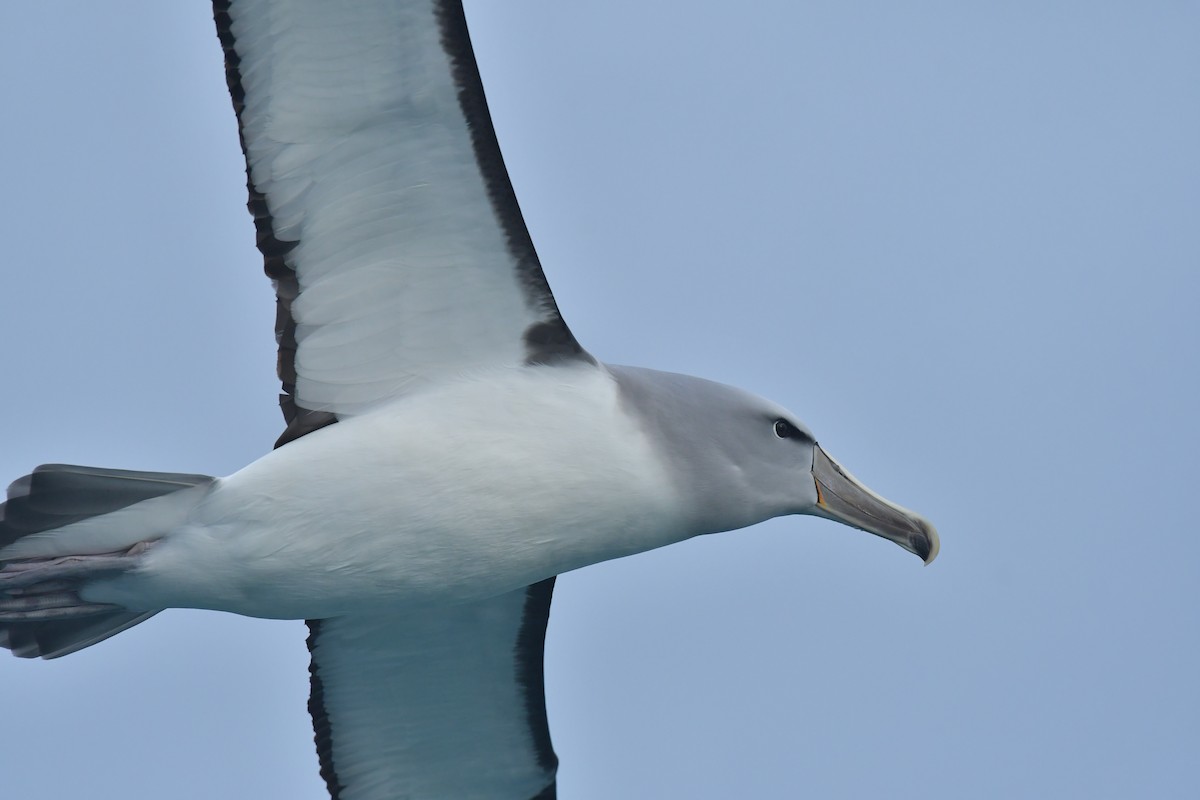 Salvin's Albatross - ML603919761