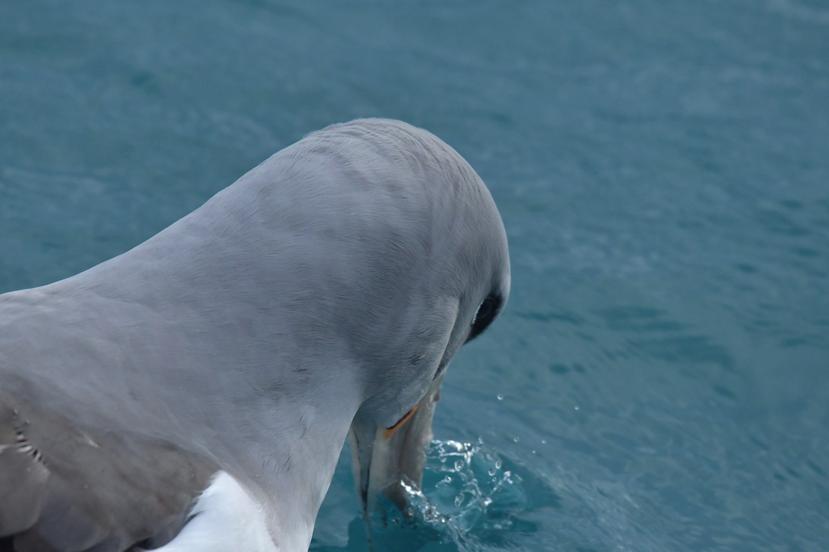 Salvin's Albatross - ML603919771