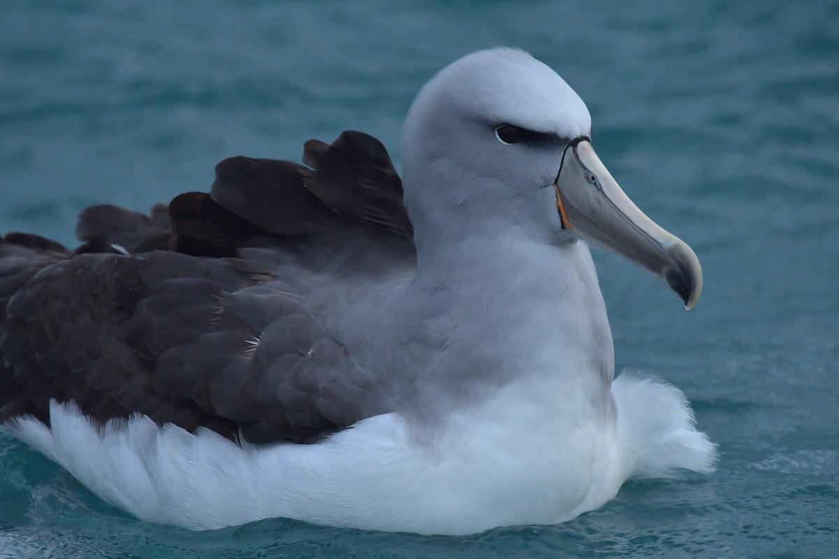 Salvin's Albatross - ML603919781