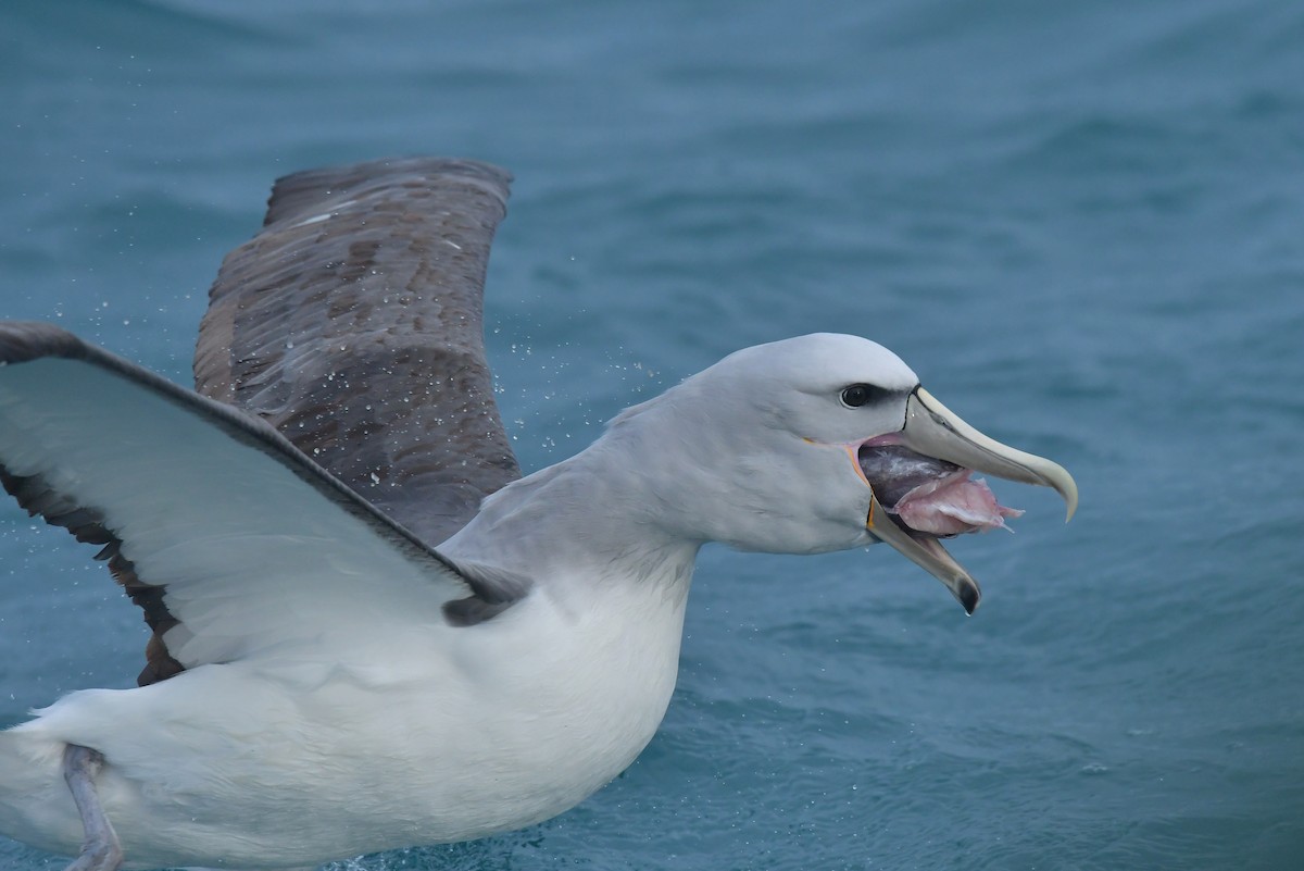 Albatros de Salvin - ML603919791