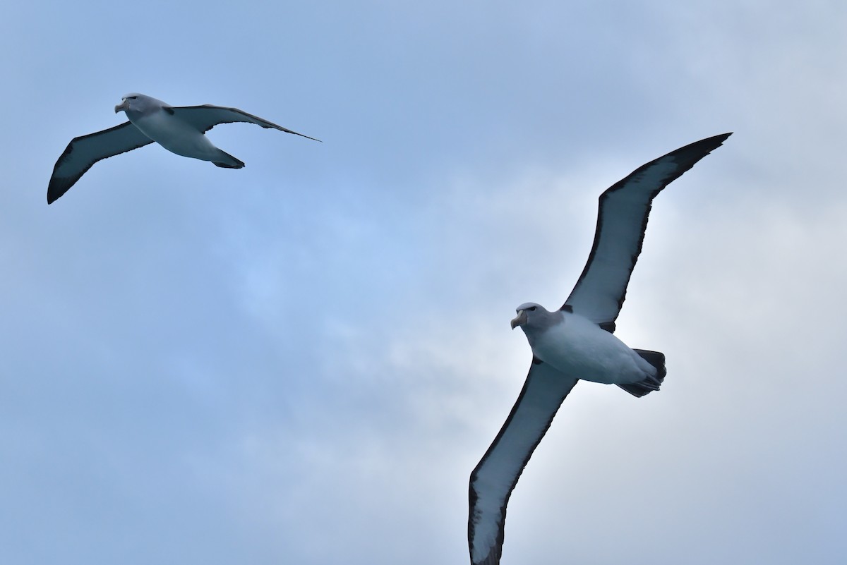 Salvin's Albatross - ML603919811