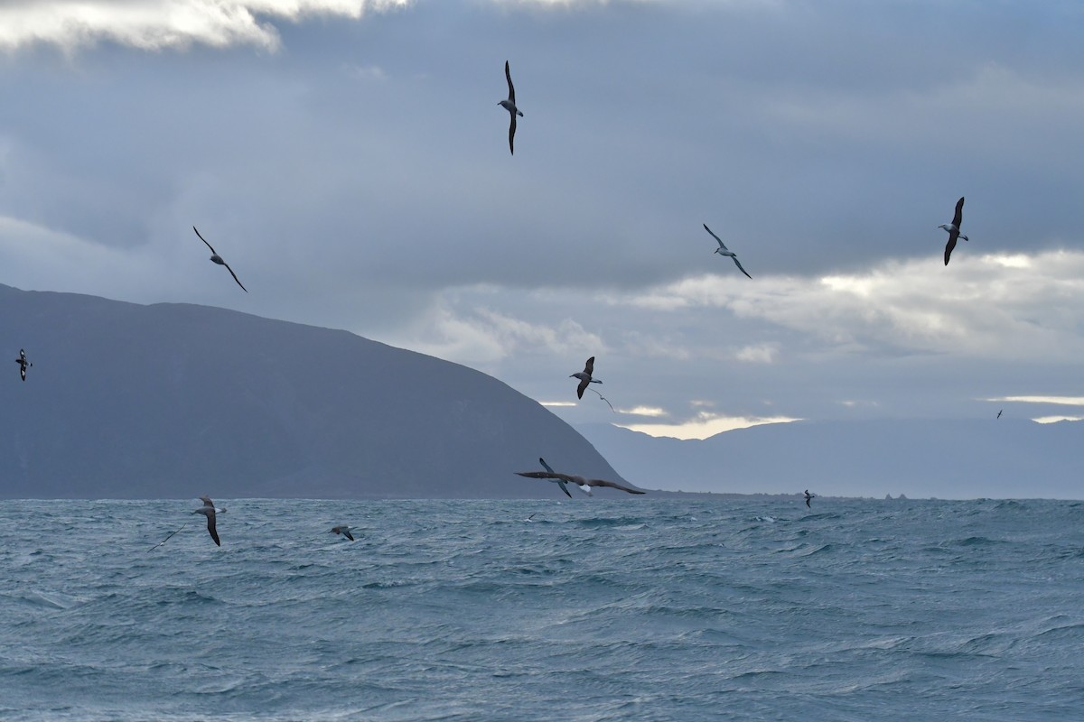 Salvin's Albatross - ML603919821