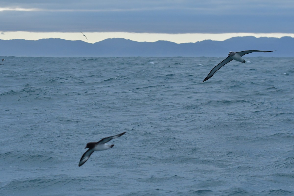 Salvin's Albatross - ML603919831