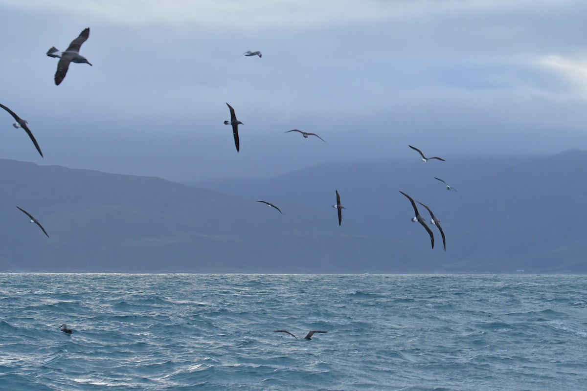 Salvin's Albatross - Christopher Stephens