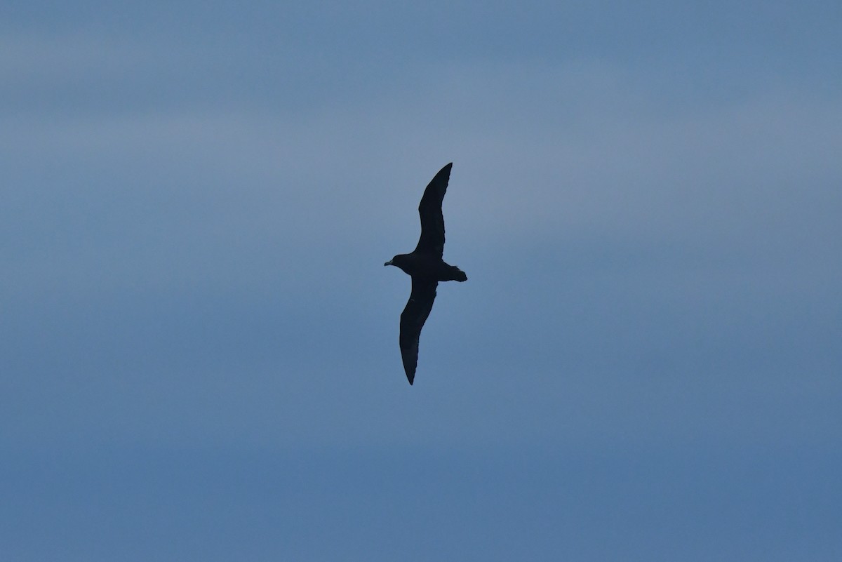 Westland Petrel - ML603919981