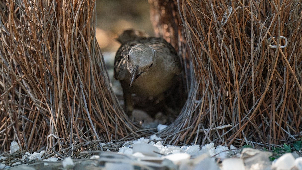 Great Bowerbird - ML603920121