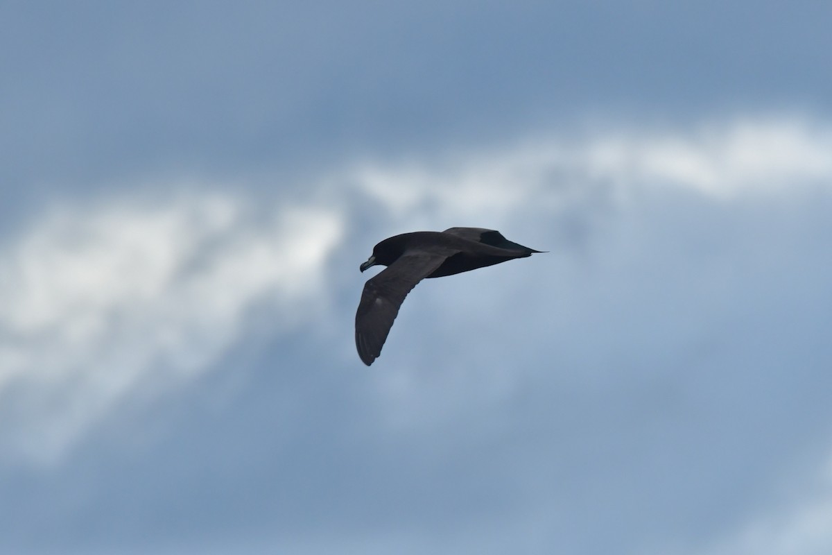 Westland Petrel - ML603920161