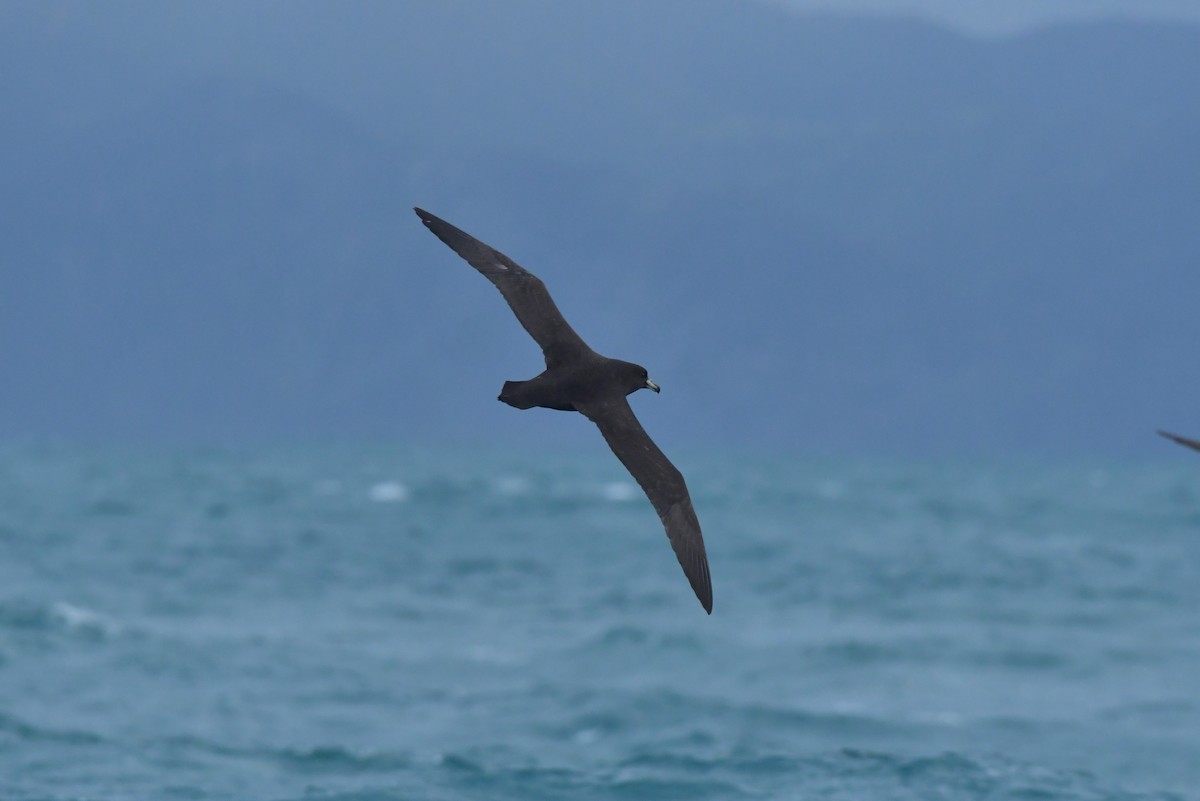 Westland Petrel - ML603920171