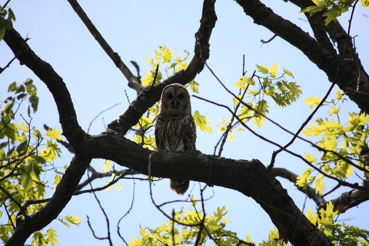 Barred Owl - ML60392031