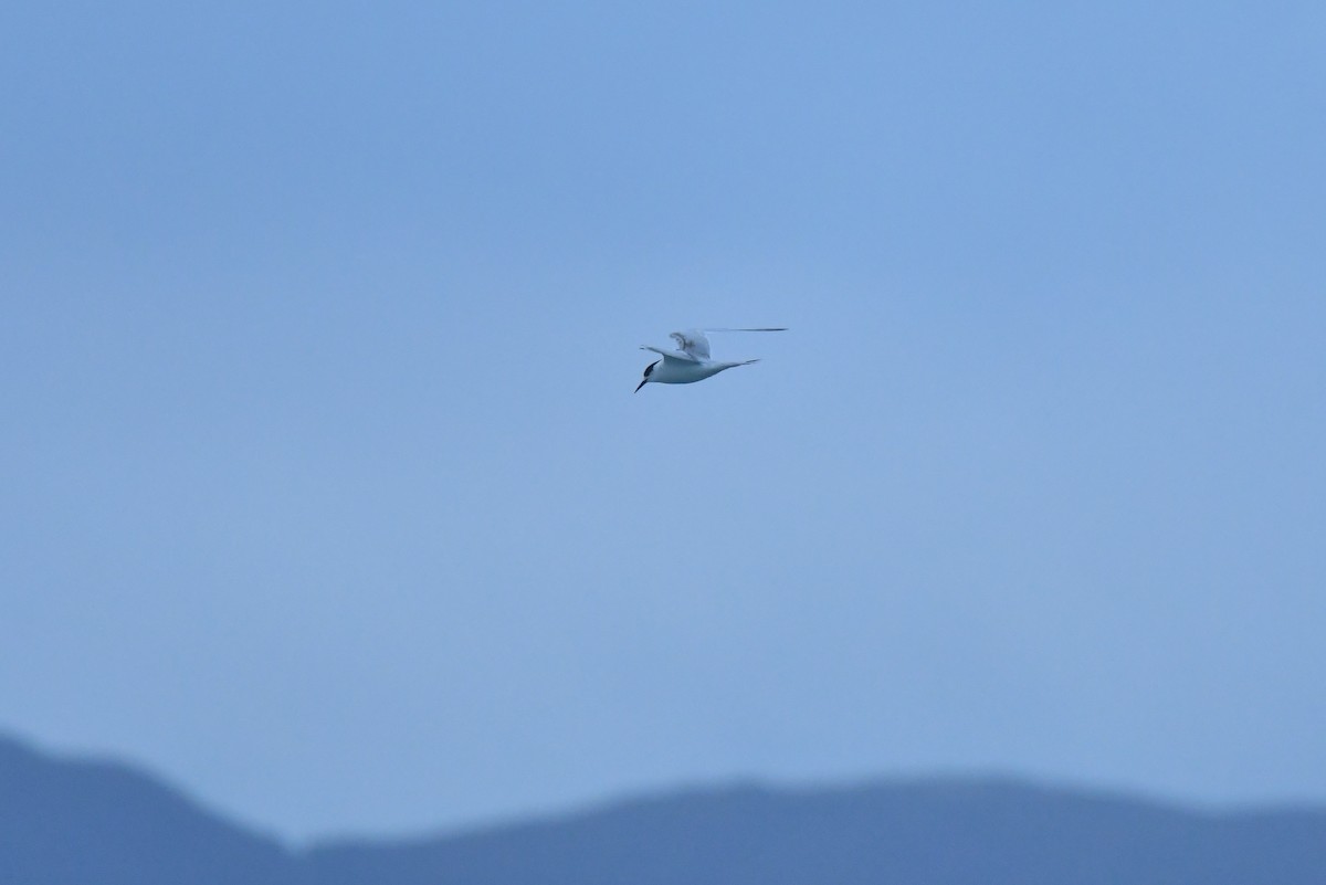 White-fronted Tern - ML603920321