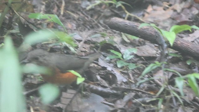 Everett's Thrush - ML603920331