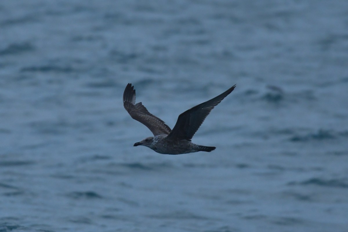 Gaviota Cocinera - ML603920361