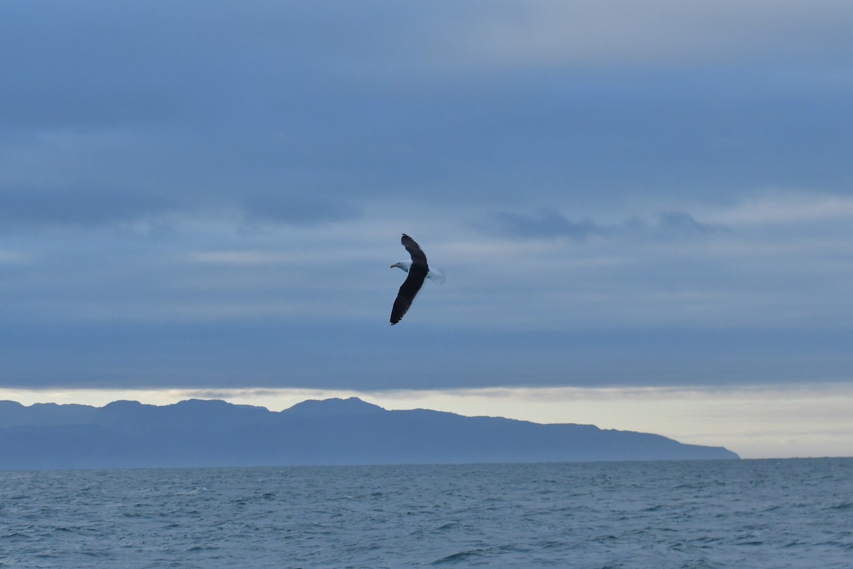 Kelp Gull - ML603920371