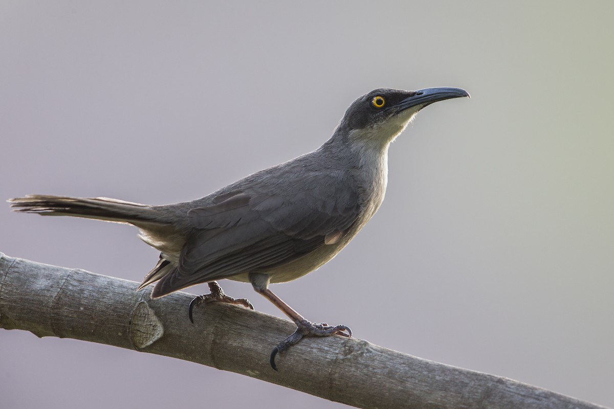 Gray Trembler - Michael Stubblefield