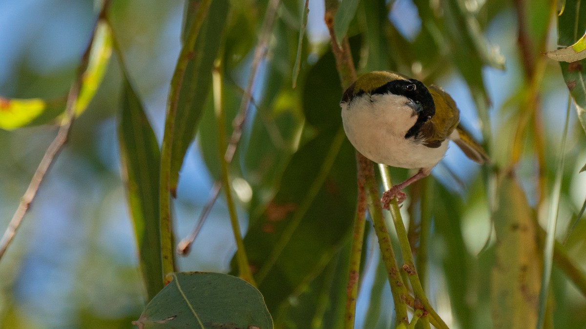 White-throated Honeyeater - ML603920731