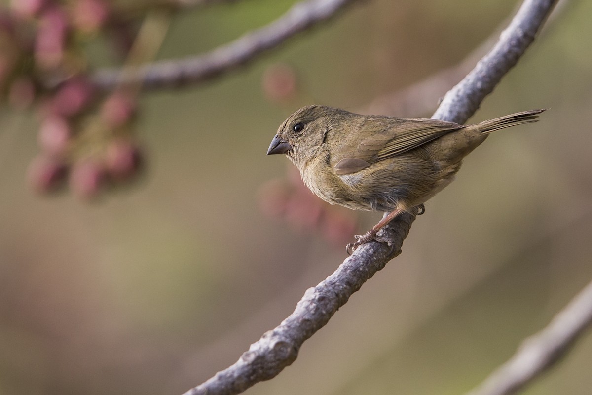 Black-faced Grassquit - Michael Stubblefield