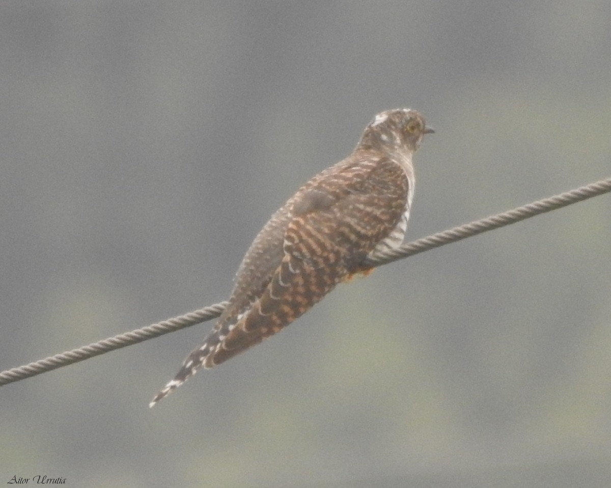 Common Cuckoo - ML603920991