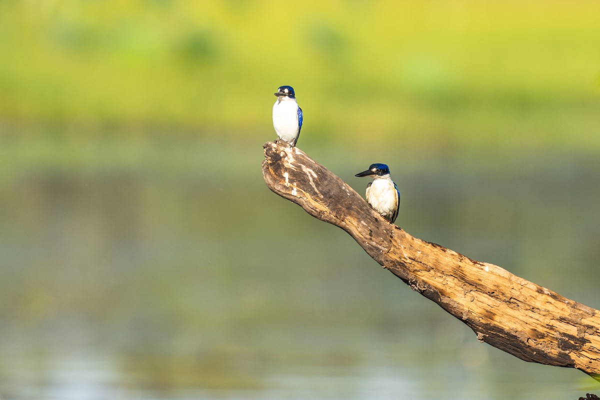 Forest Kingfisher - ML603921001