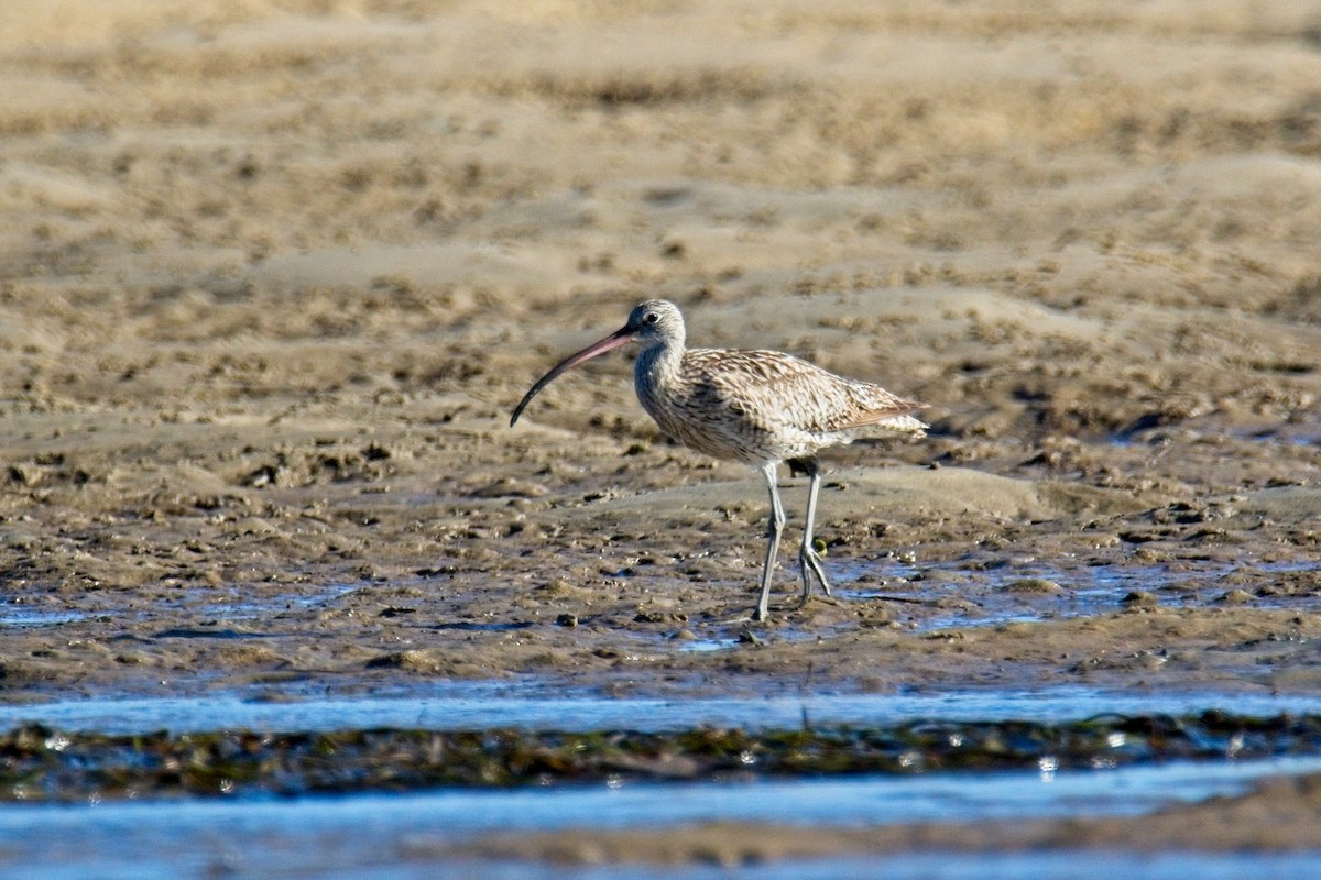 Far Eastern Curlew - Phillip Robbins