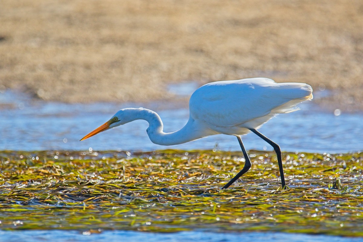 Great Egret - ML603921201