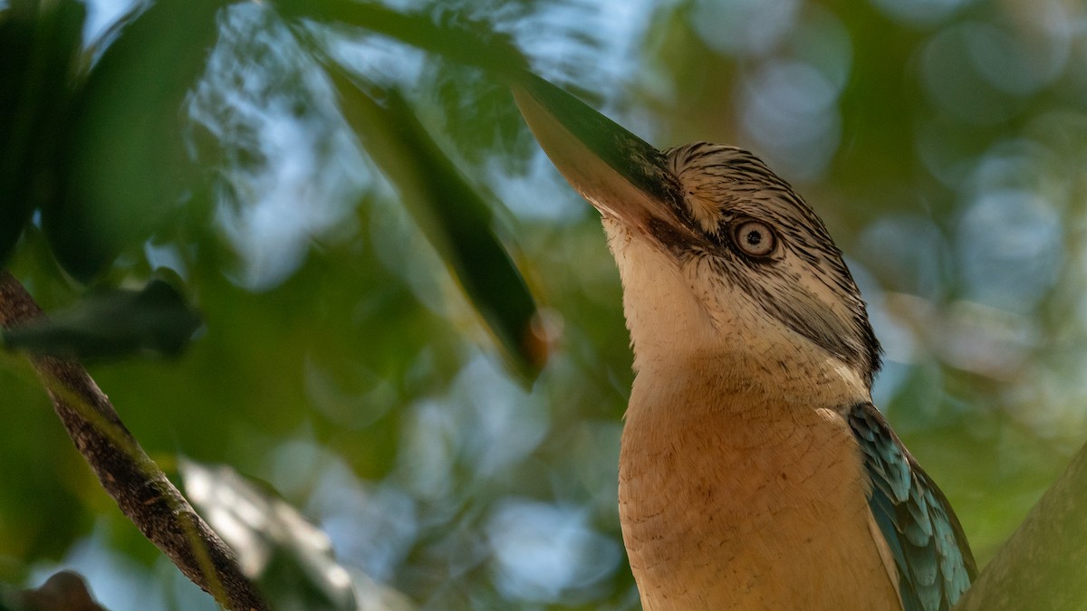 Blue-winged Kookaburra - Javier Cotin