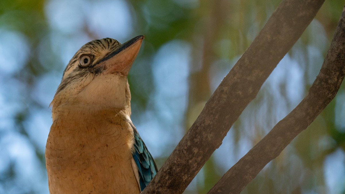 Blue-winged Kookaburra - ML603921351