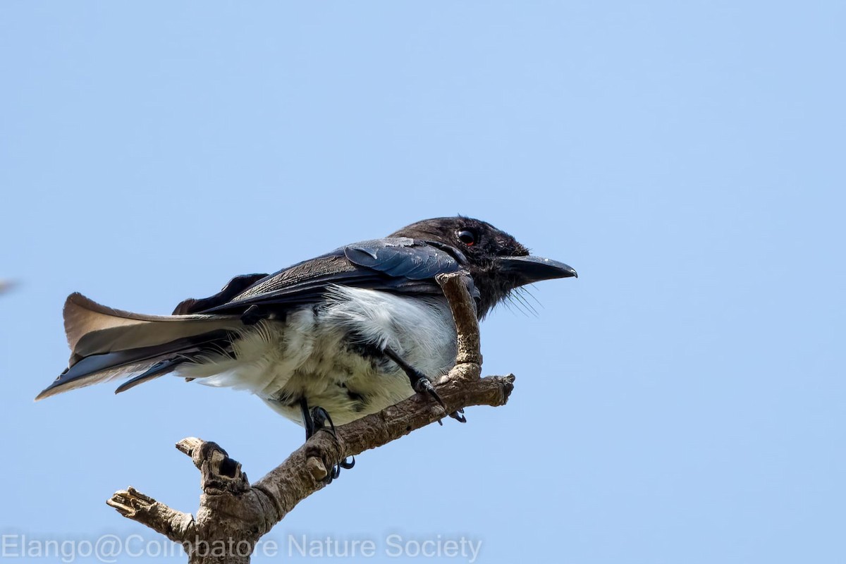 White-bellied Drongo - Coimbatore Nature Society