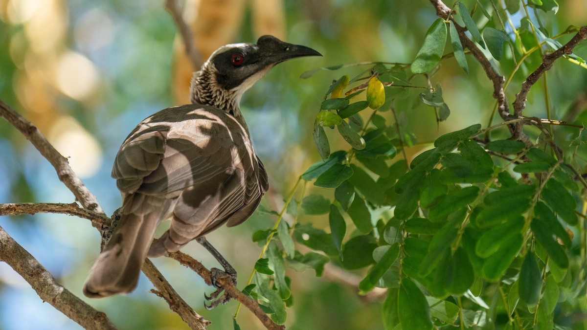 Silver-crowned Friarbird - Javier Cotin