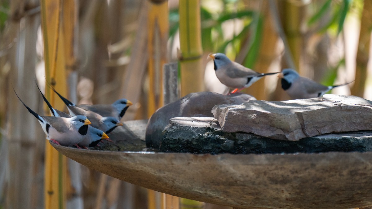 Long-tailed Finch - ML603923511