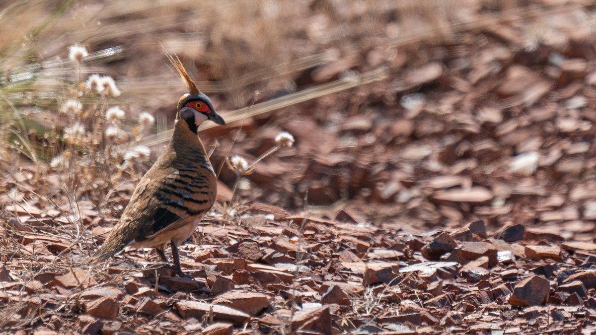 Spinifex Pigeon - ML603924021