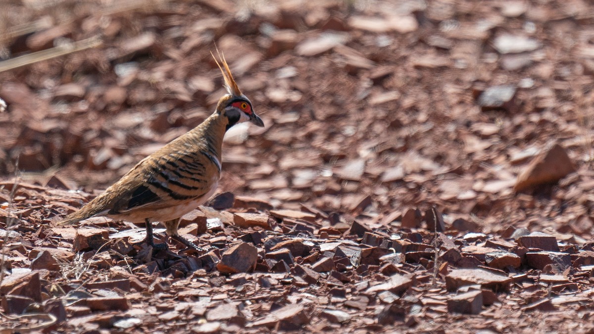 Spinifex Pigeon - ML603924051